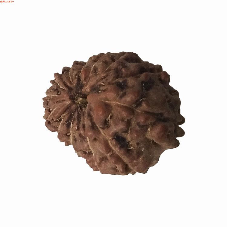 13 mukhi rudraksha